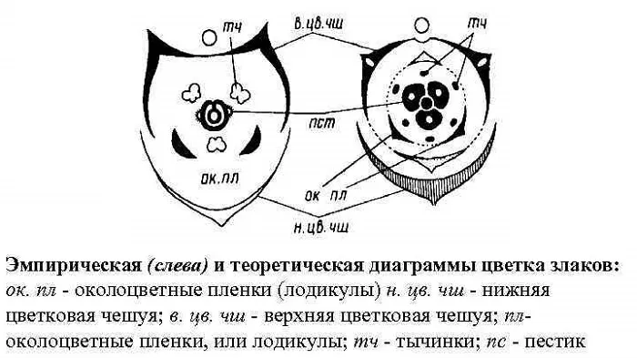 Диаграммы цветка злаковых