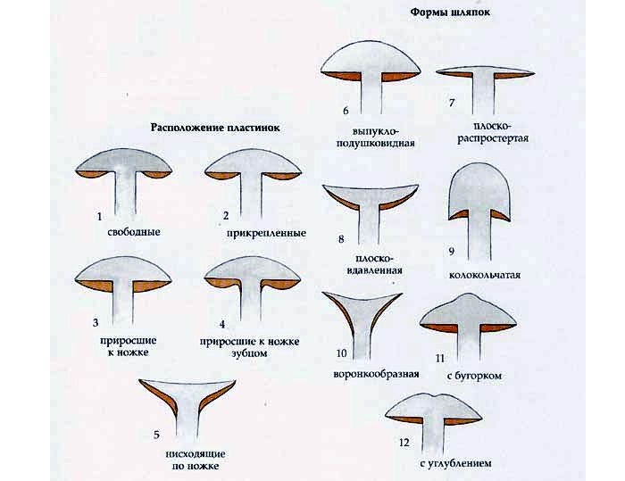 биология шляпочные грибы