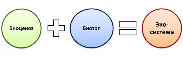 Биоценоз + биотоп Биоценоз + биотоп
