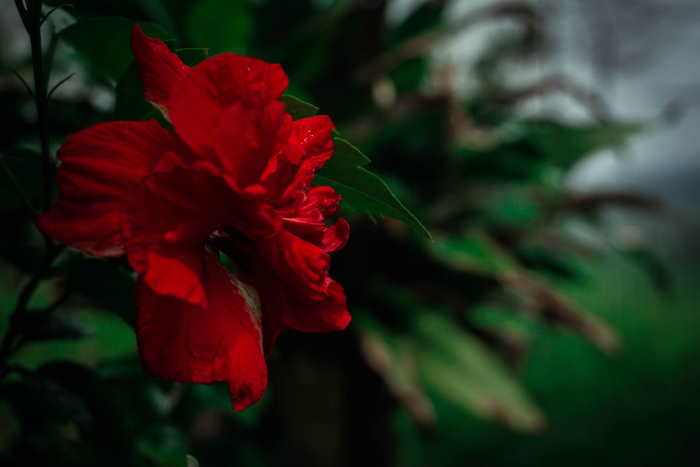 красный цветок краткое содержание
