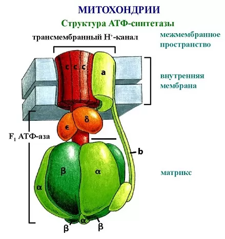 Структура АТФ-синтетазы