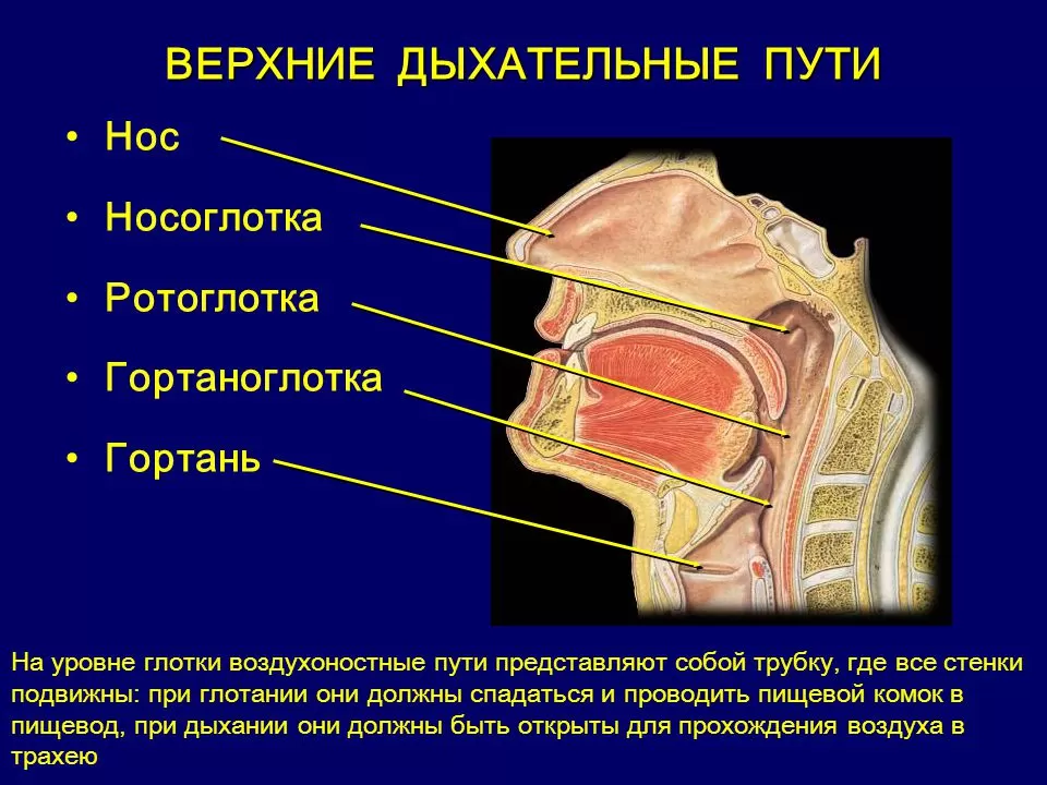 Верхние дыхательные пути Верхние дыхательные пути