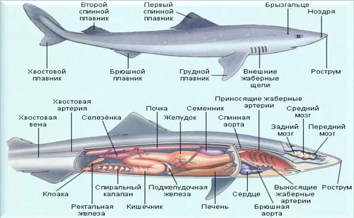 Строение акулы Строение акулы