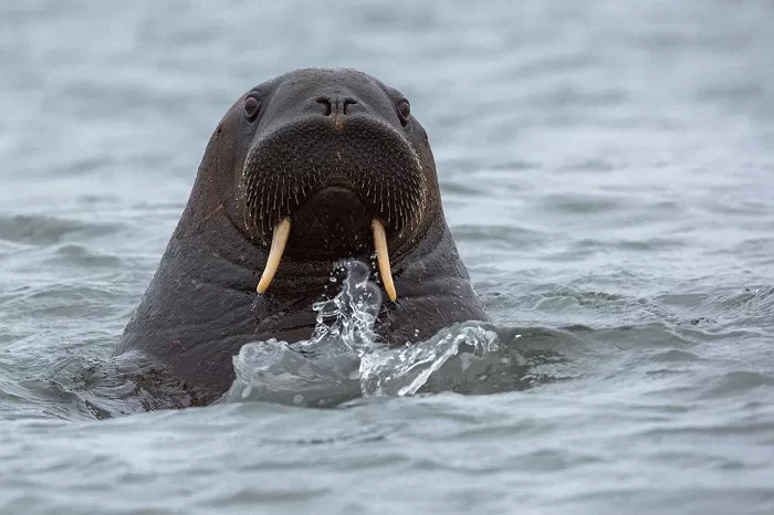 Морж в воде Морж в воде
