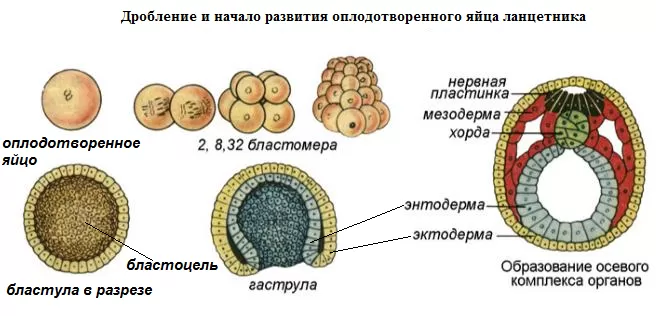 Развитие ланцетника Развитие ланцетника