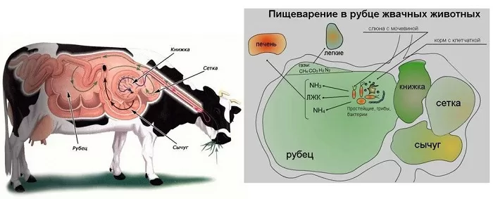 Пищеварение парнокопытных