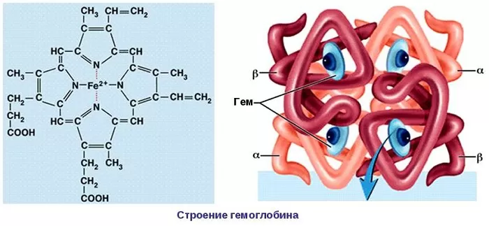 Структура гемоглобина Структура гемоглобина