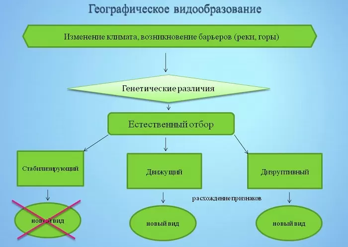 Географическое видообразование Географическое видообразование