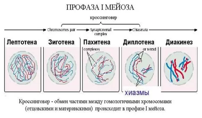 Профаза мейоза 1 Профаза мейоза 1