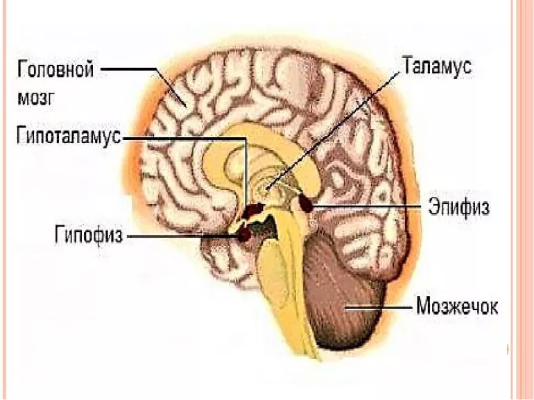 Шишковидное тело