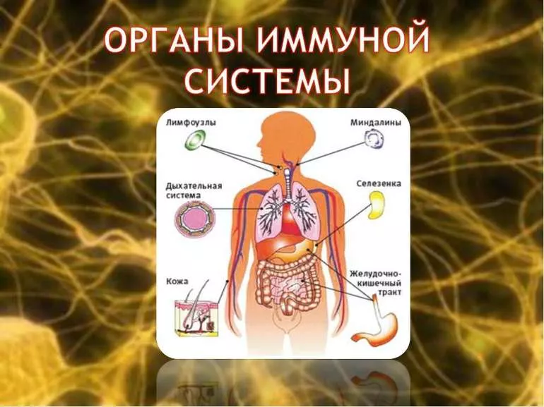 Иммунная система и йодсодержащие гормоны