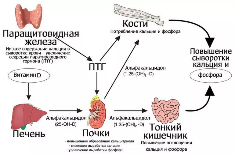 Паратиреоидная секреция и парные ЖВС