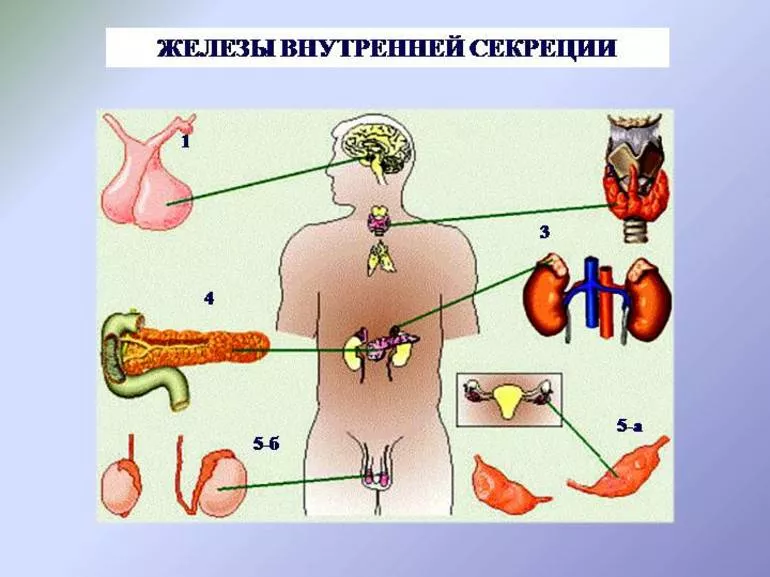 Железы в организме человека