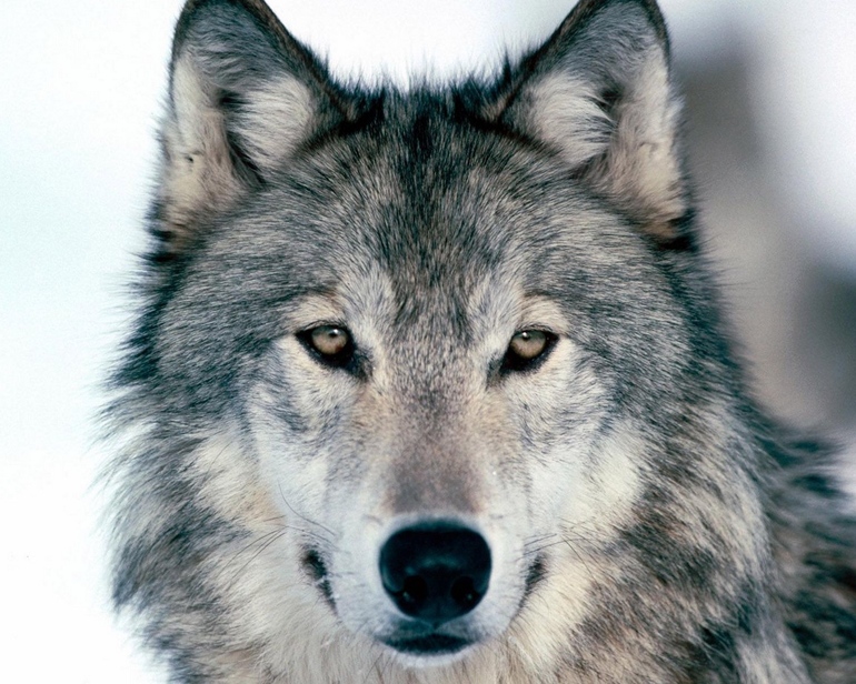 Описание животного волк