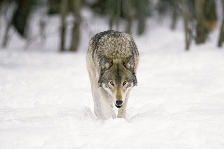 Как охотятся волки