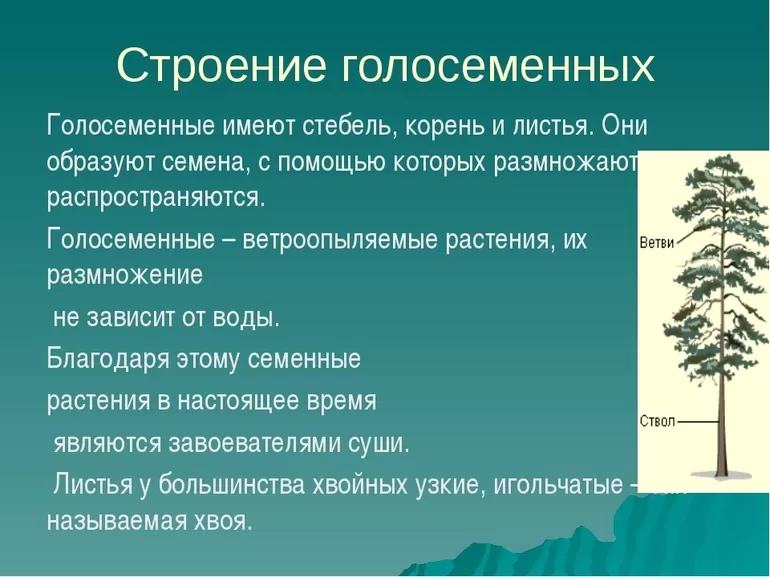 Общая характеристика голосеменных растений