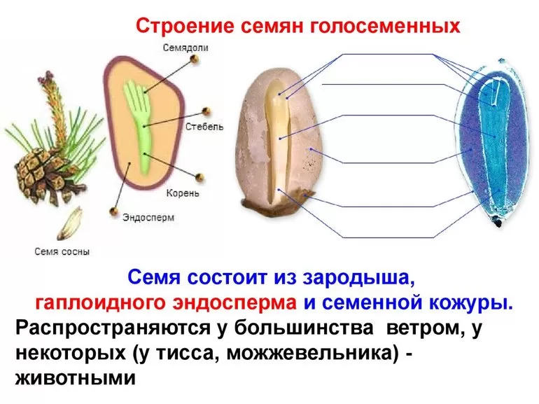Особенности размножения голосеменных