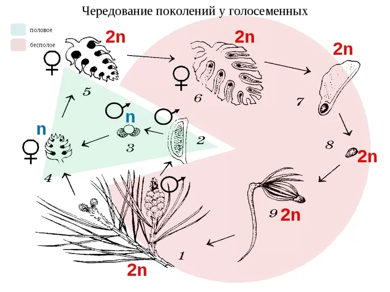 Эволюция голосеменных