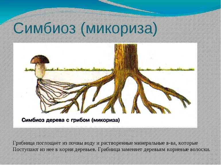 Симбиоз микориза