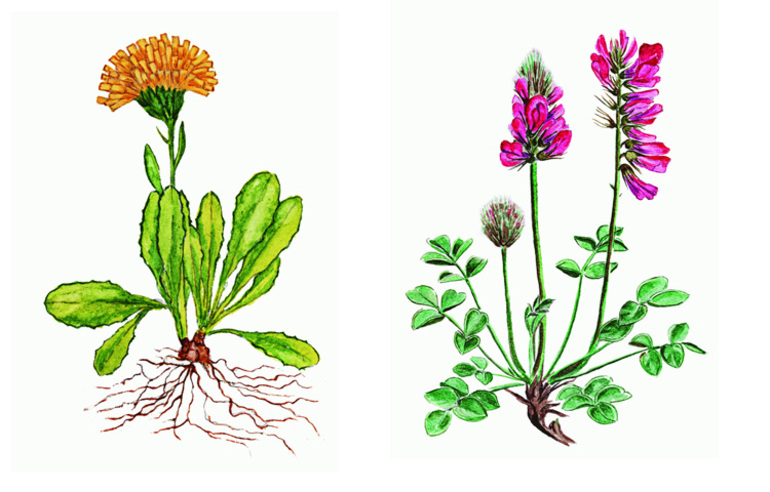 Характеристика покрытосеменных растений