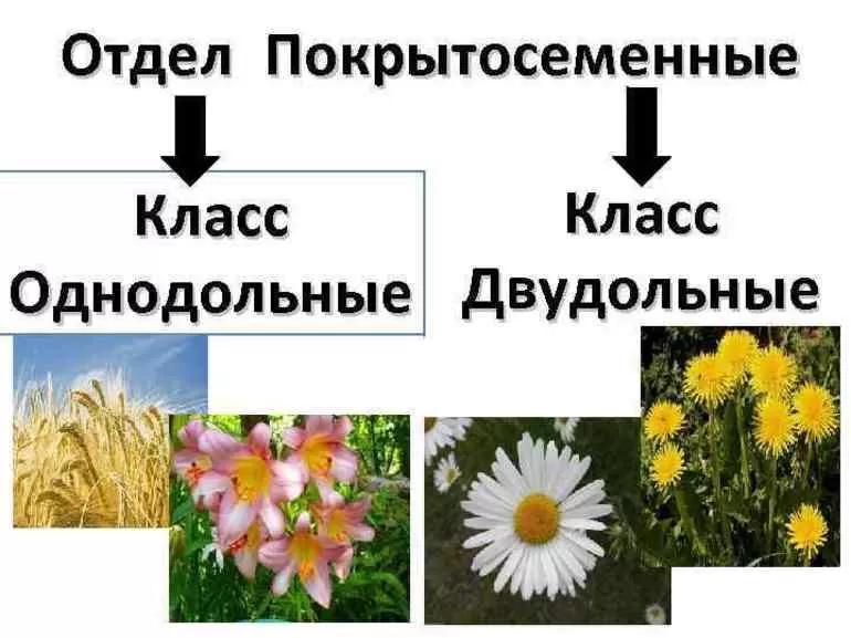 Классы покрытосеменных