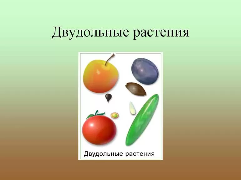 Двудольные растения