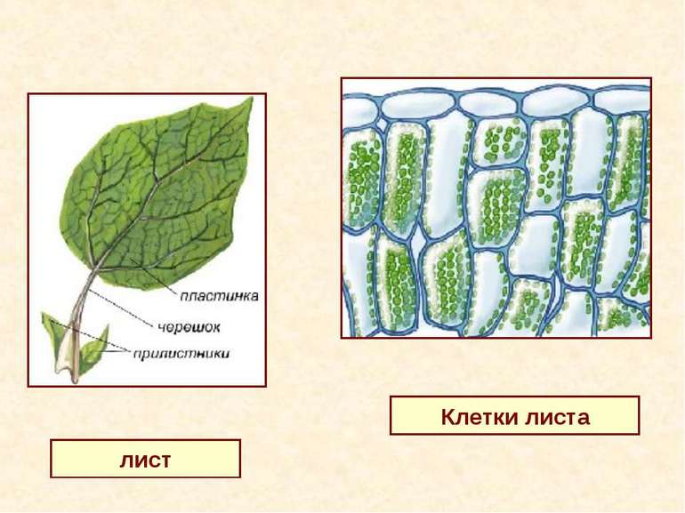 Особенности строения растений