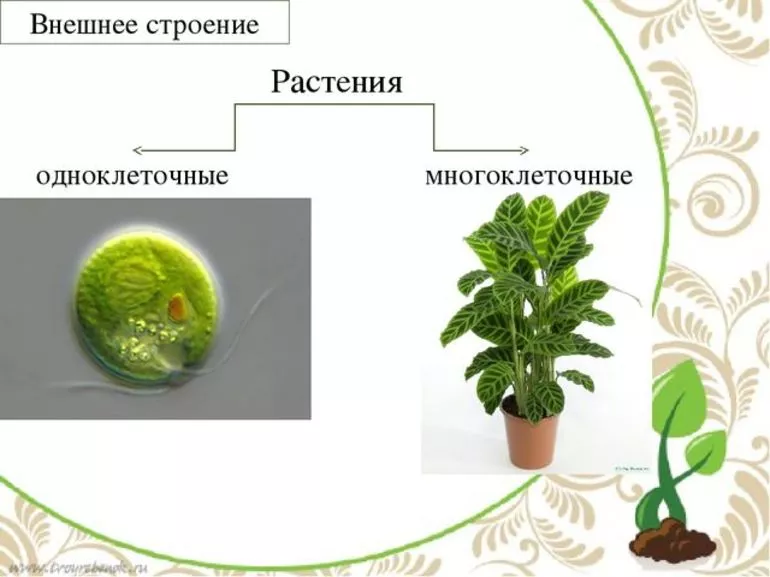Виды растений