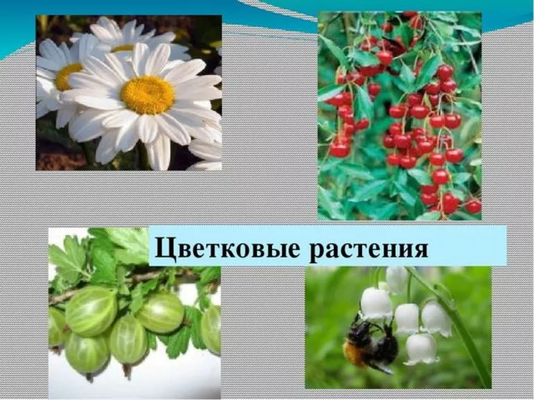 Цветковые растения