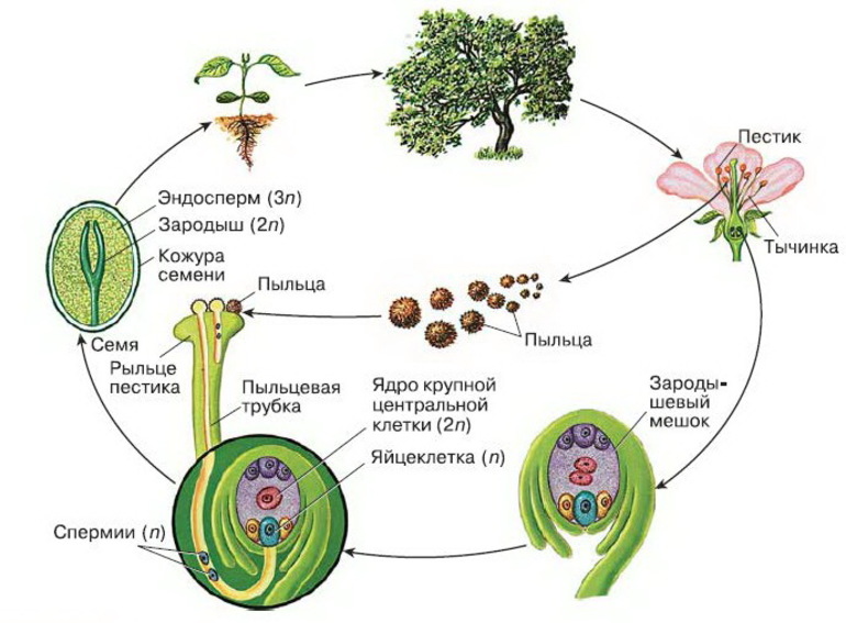 Жизненный цикл и размножение растений