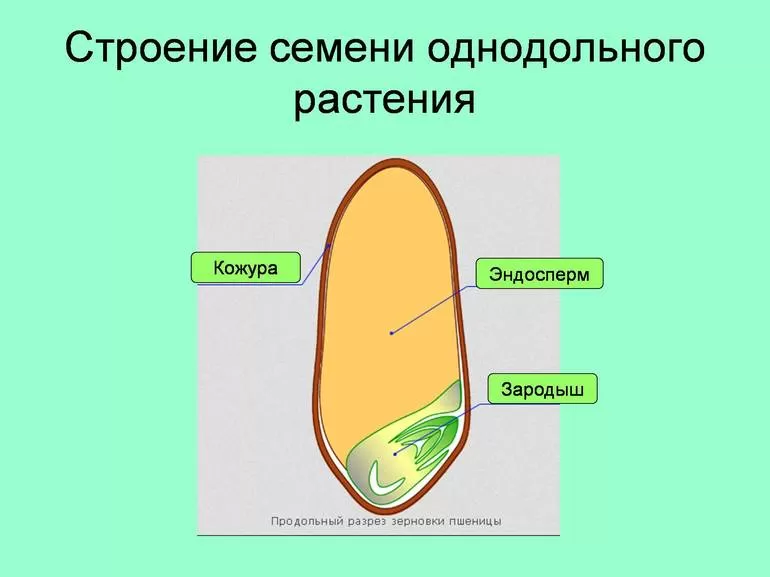 Строение семян