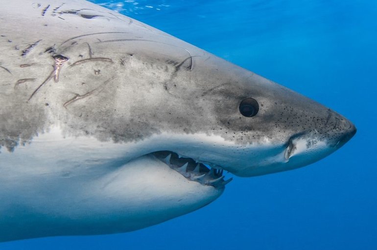 Описание животного белая акула