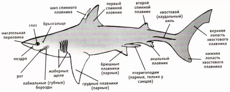 Строение тела белой акулы