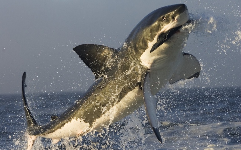 Интересные факты о белой акуле