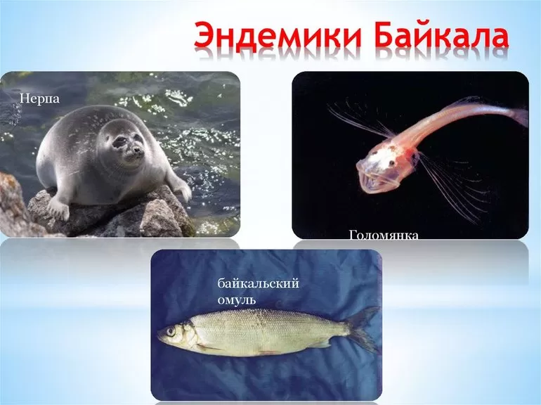 Что называются эндемиками