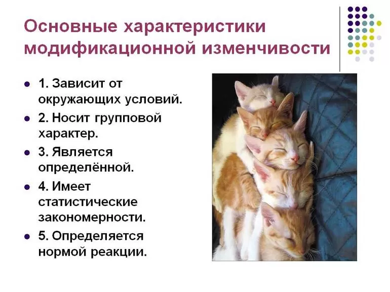 Модификационная изменчивость