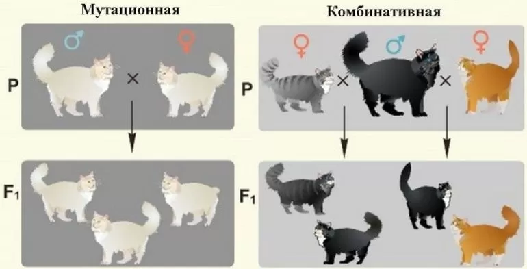 Потомственная изменчивость