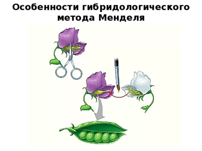 Гибридологическое скрещивание образцов