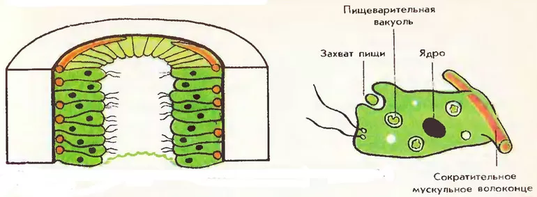 Особенности строения кишечнополостных животных