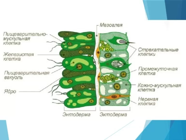 Кишечнополостные животные обладают примитивной системой пищеварения
