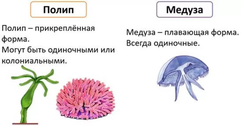 Структура органов