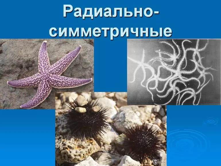 Виды радиальных животных