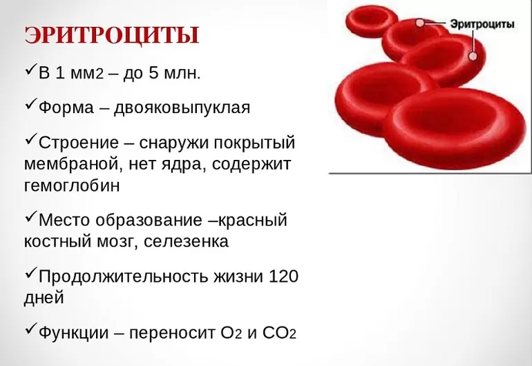 Строение и функции эритроцитов