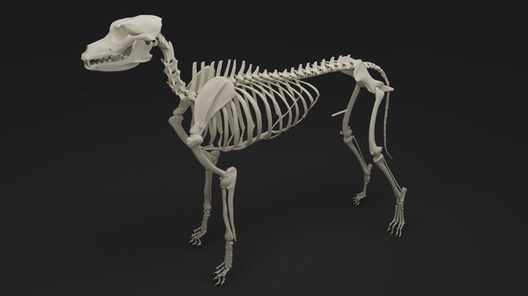 Скелет животного