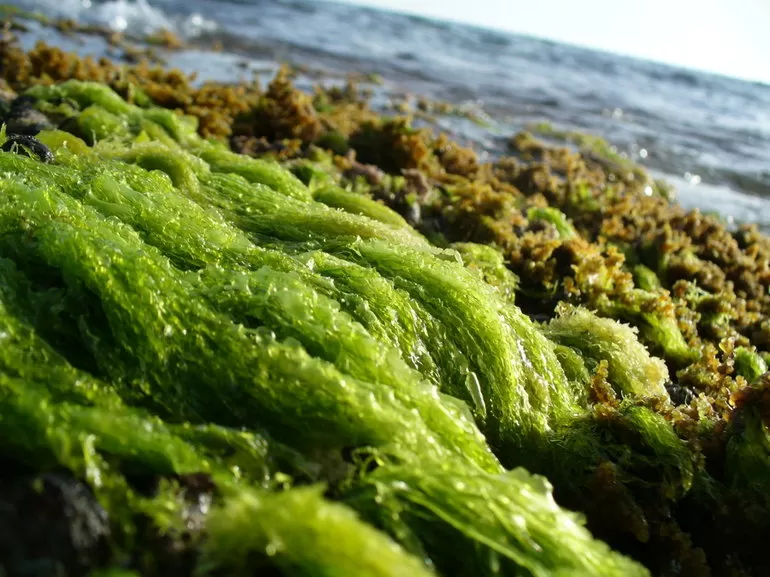 Сходства и различия водорослей