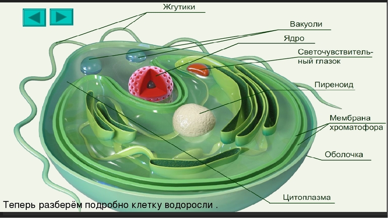 Строение клеток водорослей 