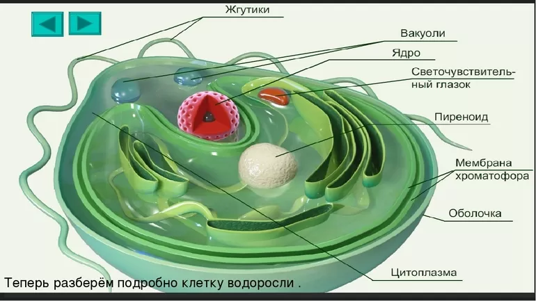 Строение клеток водорослей
