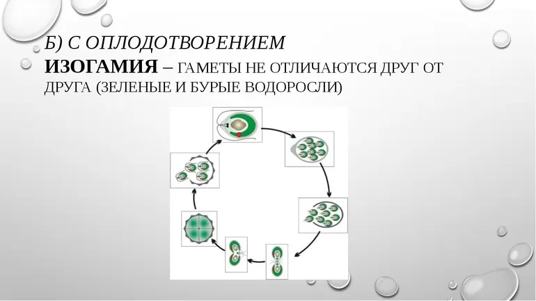 Изогамия