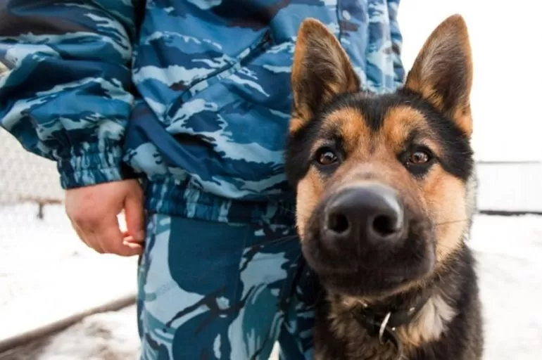 Профессия кинолог