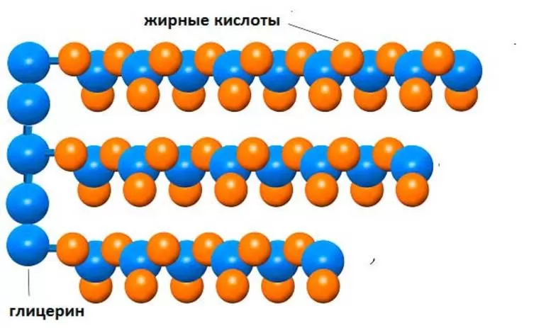 Строение жиров